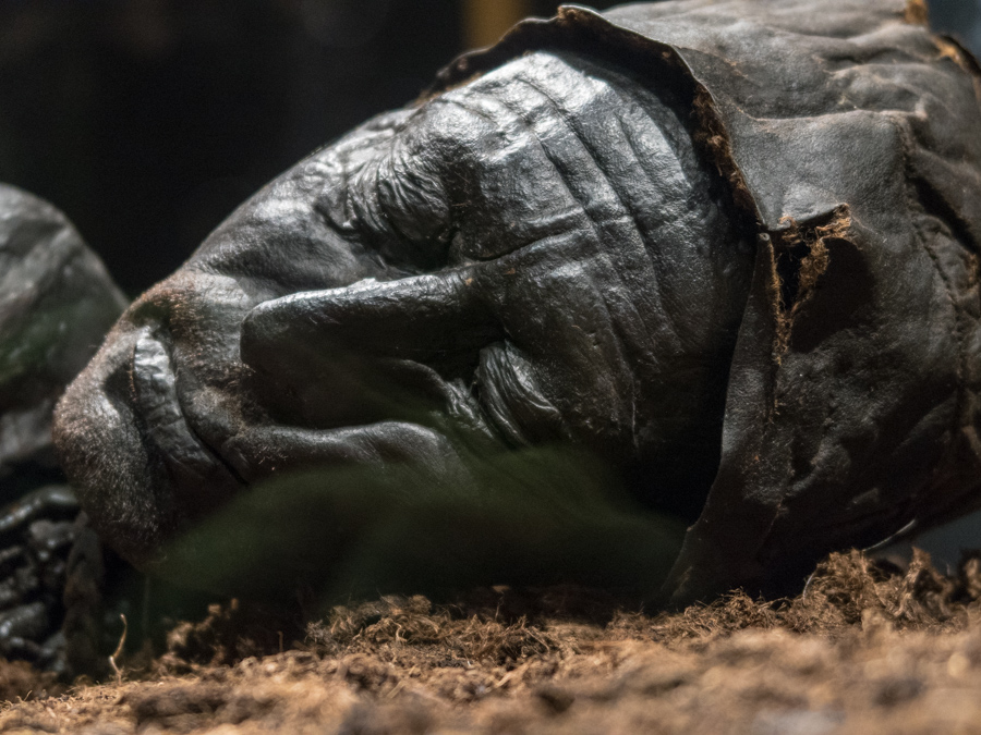 Tollund Man-1